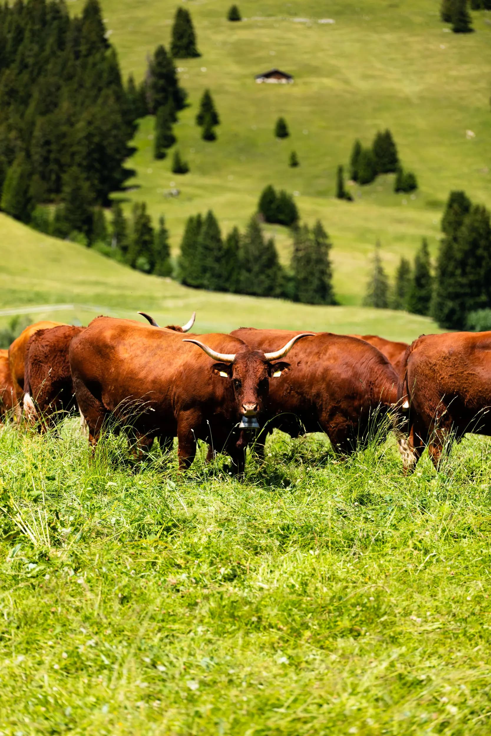 Les Alpes vaudoises depuis Rougemont